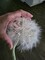Artificial Dandelion Flowers for Home Decoration Faux Dandelions Long Stem Fake Dandelions Realistic White Dandelion Balls